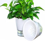 Double-layer potted plant indoor air purification green plant bonsai